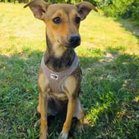 Raya eine liebe Hündin, Hündin zur Adoption