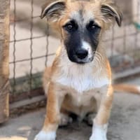 junger, kleiner Rüde Janosch auf PS bei Leipzig, Hund zur Adoption