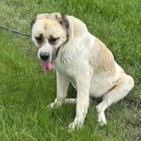Regina so eine arme P, Hündin zur Adoption