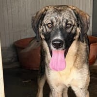 junger, freundlicher Rüde Pelle auf PS in Leverkusen, Hund zur Adoption