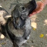 freundliche Hündin, Kiwi auf Pflegestelle in Leipzig sucht, Hündin zur Adoption
