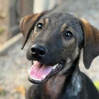 aufgeschlossener, junger Rüde Fred auf PS bei Chemnitz, Hund zur Adoption