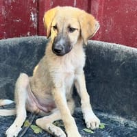 junger Rüde Ori auf PS bei Berlin sucht Zuhause, Hund zur Adoption