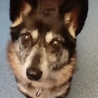 die verschmuste Ruthy sucht liebevolles Zuhause, Hündin zur Adoption