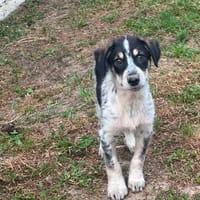 Aurora - Hundekind möchte schlimmen Start verarbeiten, Hündin zur Adoption
