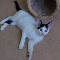 Leo, Kater zur Adoption