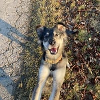 Kiana sucht ein zuverlässiges Zuhause, Hündin zur Adoption
