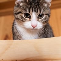 ***ELSI sucht Für-Immer-Zuhause!**, Katze zur Adoption