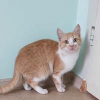 Tommy, Kater zur Adoption