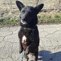 Tina, Hündin zur Adoption