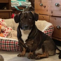 Kornél, kleiner schüchterner Dackelmischling geb. 2021, Hund zur Adoption