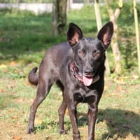 Kaljani - schwarze Schönheit sucht, Hündin zur Adoption