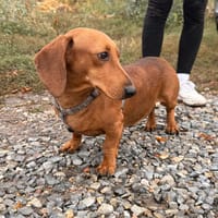 Bandit- Kleiner Dackelrüde sucht sein Glück, Hund zur Adoption