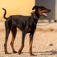 Derek möchte endlich ankommen, Hund zur Adoption