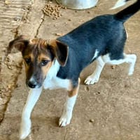 Daiquri sucht ein liebevolles Zuhause, Hündin zur Adoption