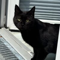 Gina sucht ein liebevolles und ruhiges Zuhause, Katze zur Adoption