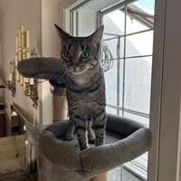 Thea sucht ein liebevolles Zuhause, Katze zur Adoption