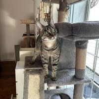 Thea sucht ein liebevolles Zuhause, Katze zur Adoption