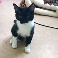 Lotte, Katze zur Adoption