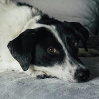 Lise, ein scheues, aber liebes Herzchen, Hündin zur Adoption
