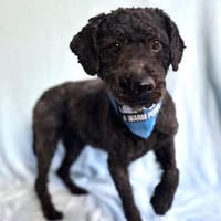 Rusty- Sanfter Herzenshund sucht sein Glück, Hund zur Adoption