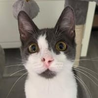 Michael - der menschenbezogene Schmusekater, Kater zur Adoption