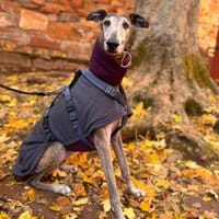 Yull liebt die Ruhe und Gemütlichkeit, Hund zur Adoption