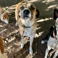 Wunderschöne sanfte Paula, Hündin zur Adoption