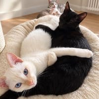 Gilon, blauäugiger Kuschelkater, ca. 5 Monate *in 76149 Karl, Kater zur Adoption