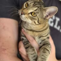 Delilah, neugierige kleine Tigerdame, ca. 6 Monate *in 76149, Katze zur Adoption