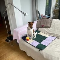 Foxi, lebensfroher Foxterriermix, ca. 2 Jahre, Hund zur Adoption