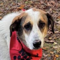 Alma Bella, die sanfte Seele, Hündin zur Adoption
