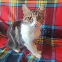 Percy, Katze zur Adoption