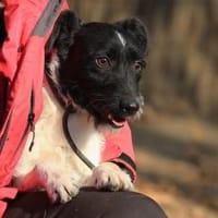 Hummel sucht ein Zuhause!, Hund zur Adoption