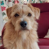 Hercules - wartet in 42781 Haan, Hund zur Adoption