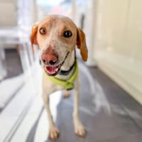 Ullala, Hündin zur Adoption