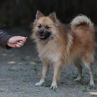 Der lebensfrohe Dobby sucht ein Zuhause, Hund zur Adoption