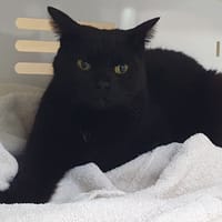 BONNIE CHA, chatte à adopter