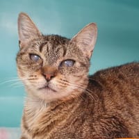 LINA CHA, chatte à adopter