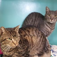 BOUBOU CHA, chat à adopter
