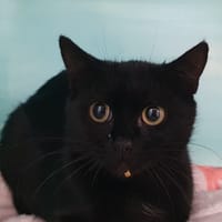PLUME CHA, chatte à adopter