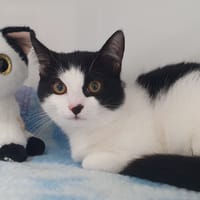 BERYL CHA, chatte à adopter