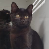 PANTHERA CHA, chatte à adopter