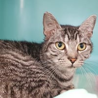 SNOW CHA, chatte à adopter