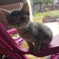 PERSIL, chat à adopter