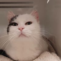 MOOREA CHA, chatte à adopter