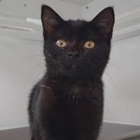 JET CHA, chat à adopter