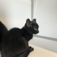 Lune, chatte à adopter