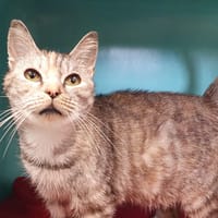 BEBELOO CHA, chatte à adopter