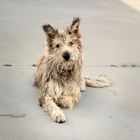 VELMA - RÉSERVÉE, chienne à adopter